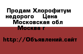 Продам Хлорофитум (недорого) › Цена ­ 100 - Московская обл., Москва г.  »    